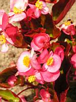 Begonia (Gracilis X Semperflorens) cv. Stara Rose (fam Begoniacees) (02) (Photo F. Mrugala)